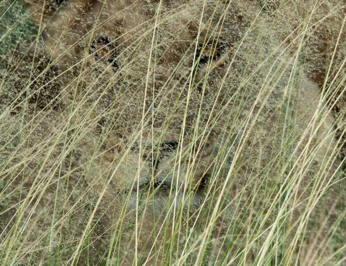 wildlife photographer of the year - this is an example of a winning image in the wildlife photographer of the year