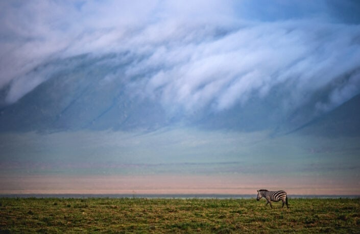 fine art wildlife photography - Crater Wanderer