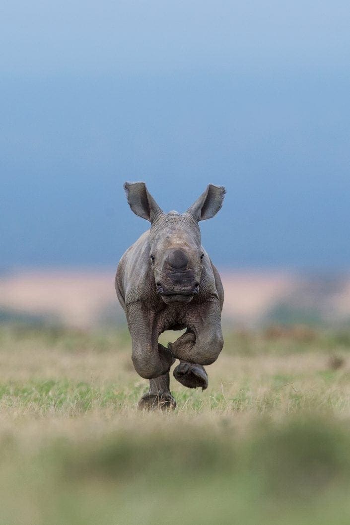 african wildlife photography - Coming At You