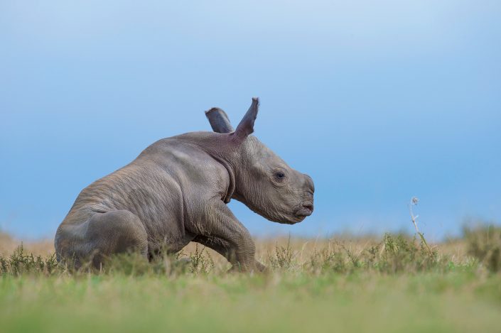 african wildlife photographer - Taking A Break