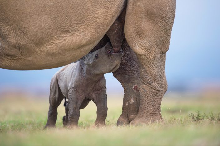 African wildlife original print - Quenching A Thirst