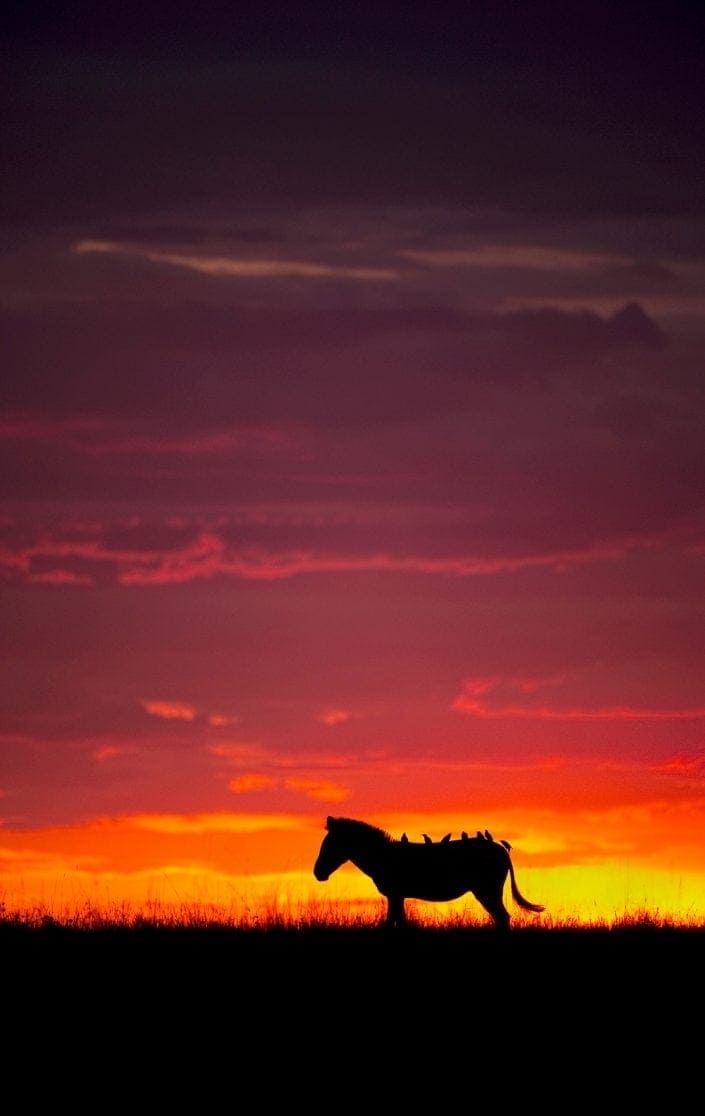 zebra silhouette - A Zebra and Seven Oxpeckers