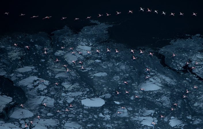 fine art wildlife photographer - Flamingoes in Outer Space