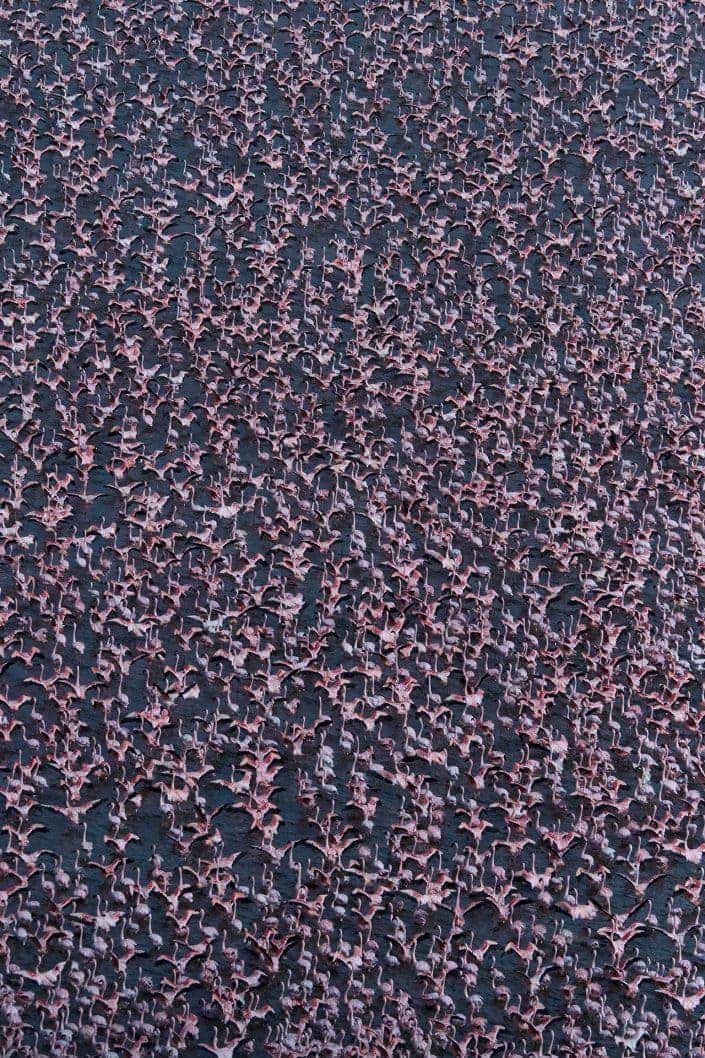 fine art wildlife photographer - Flamingo Frenzy