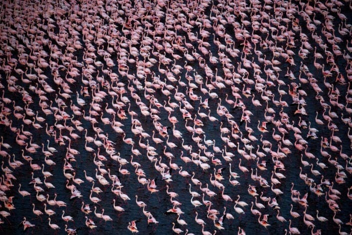 fine art wildlife photographer - A Flamboyant Procession