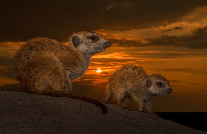 A Botswana private photo safari includes a Makgadigadi pan helicopter photo safari where you see meerkats as depicted in this photograph