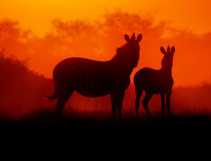 A Botswana private photo safari is a luxury African photo safari and you can see zebra as depicted in this photograph