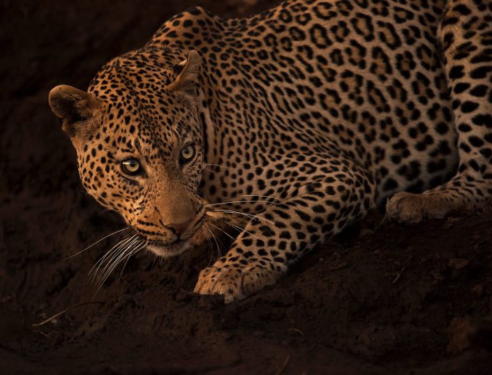 A picture of a leopard taken on a private african photography safari