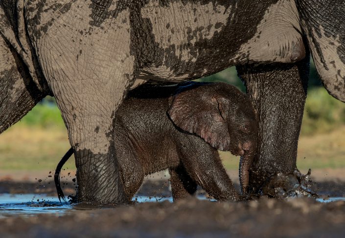 A baby elephant photographed on a Botswana private photo safari