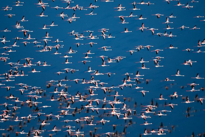 This photograph of flamingoes is an example of an aerial photography safari such as a Okavango Delta helicopter photo safari