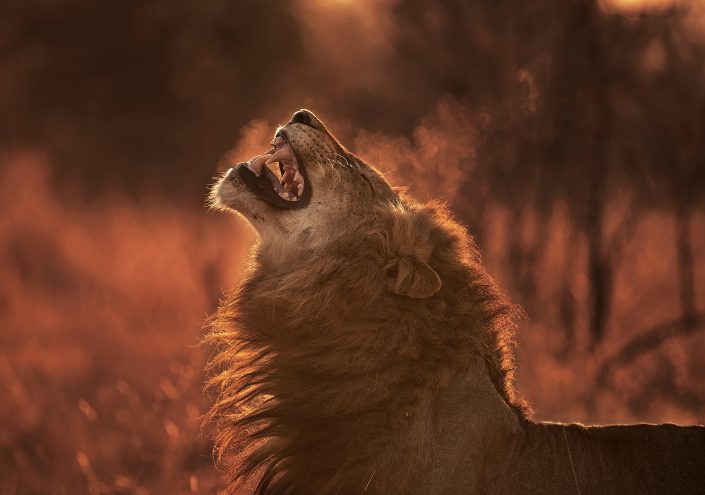 This photo of a lion was taken on a luxury african photo safari