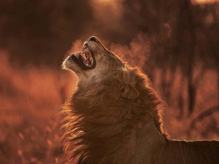 This photo of a lion was taken on a luxury african photo safari