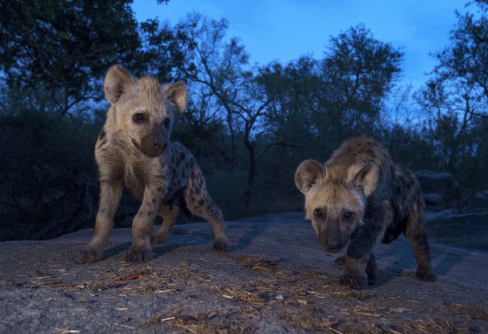 This photo of baby hyenas was taken on a luxury african photo safari