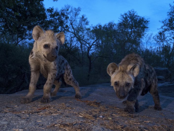 This photo of baby hyenas was taken on a luxury african photo safari