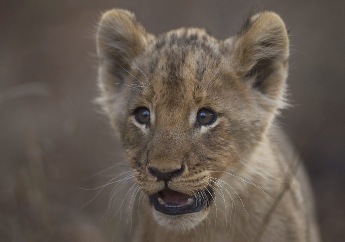 This photo of a lion cub was taken on a luxury south africa photo safari