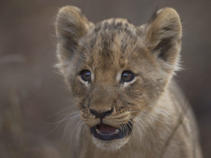 This photo of a lion cub was taken on a luxury south africa photo safari