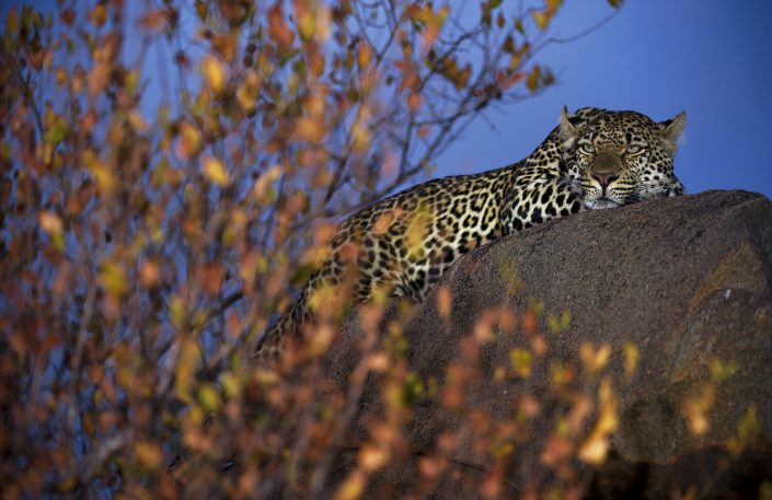 photo of a leopard lying on a rock.