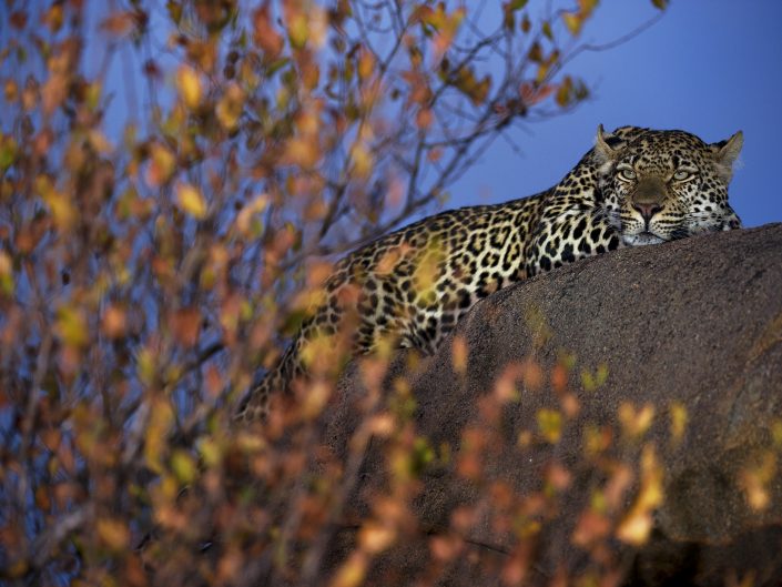 photo of a leopard lying on a rock.