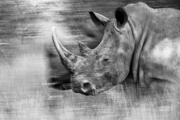 motion blur photo of rhinos