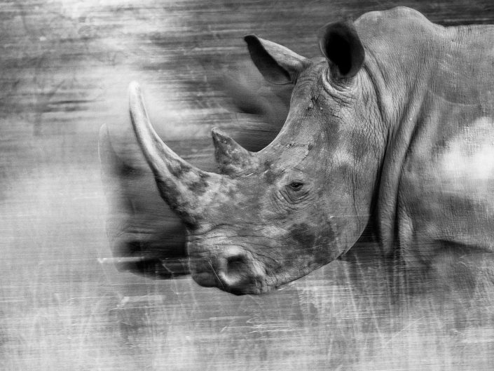 motion blur photo of rhinos