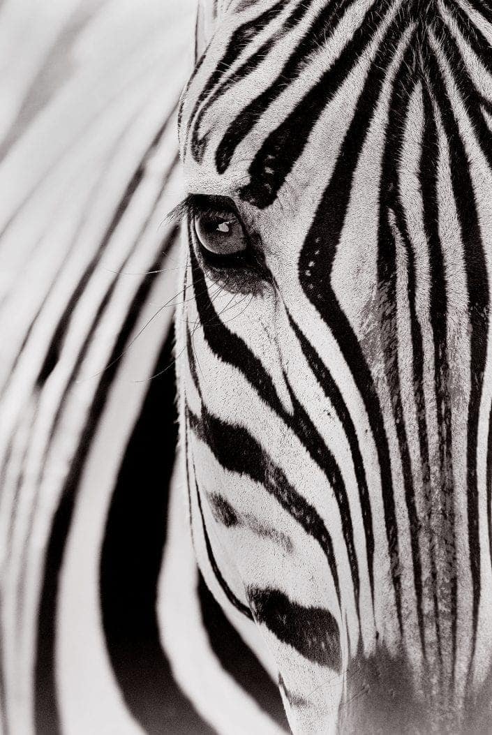 This photo of a zebra was taken on a luxury south africa photo safari