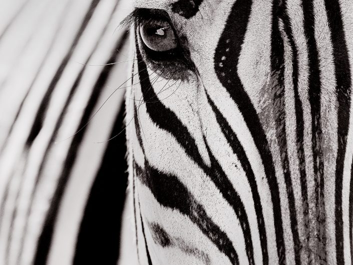 This photo of a zebra was taken on a luxury south africa photo safari