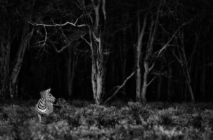 private african photography safari - a zebra in a Kenya forest.