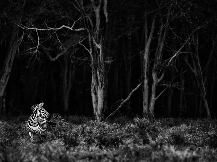 private african photography safari - a zebra in a Kenya forest.