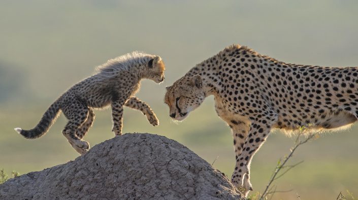 kenya mobile camp photo safari - cheetah and cub in the Maasai Mara