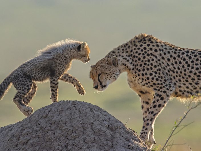 kenya mobile camp photo safari - cheetah and cub in the Maasai Mara