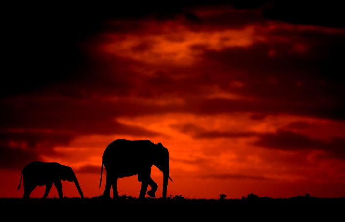 east africa private photo safari - elephant silhouette