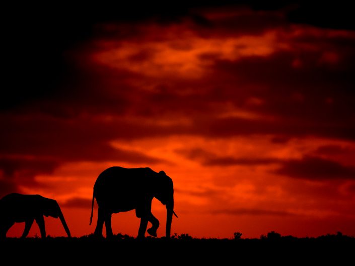 east africa private photo safari - elephant silhouette