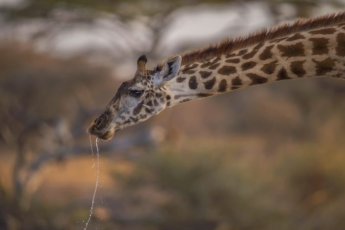 kenya mobile camp photographic safari - a giraffe drinking