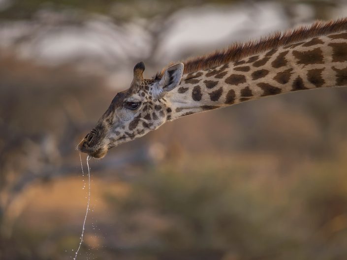 kenya mobile camp photographic safari - a giraffe drinking