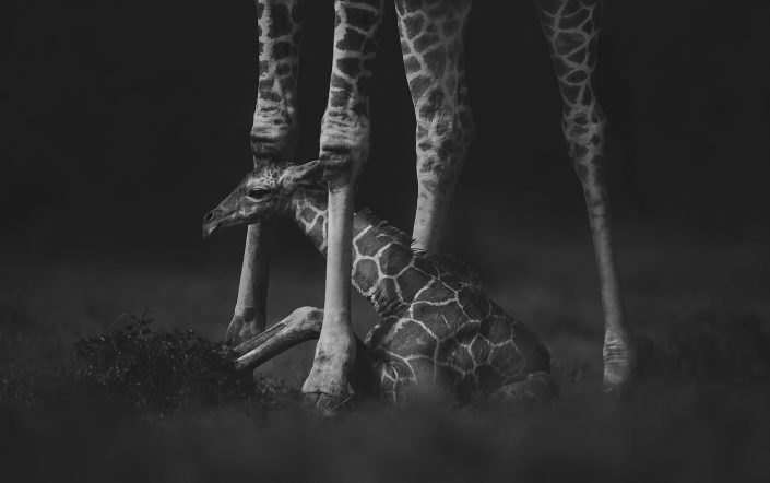 kenya private photo safari - baby giraffe