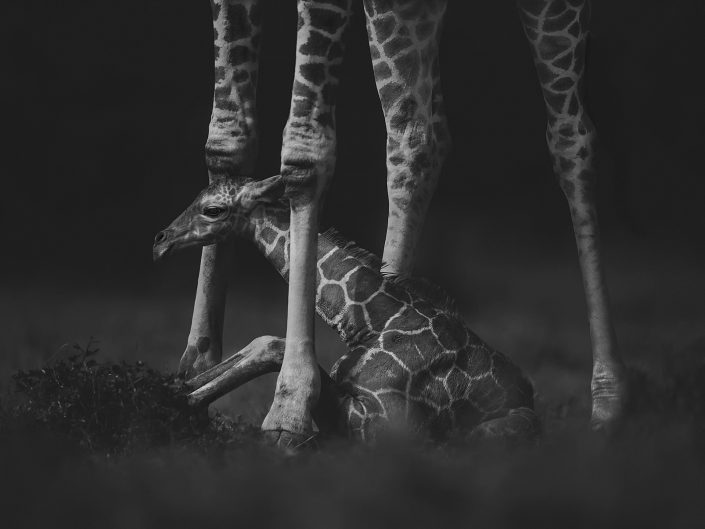 kenya private photo safari - baby giraffe