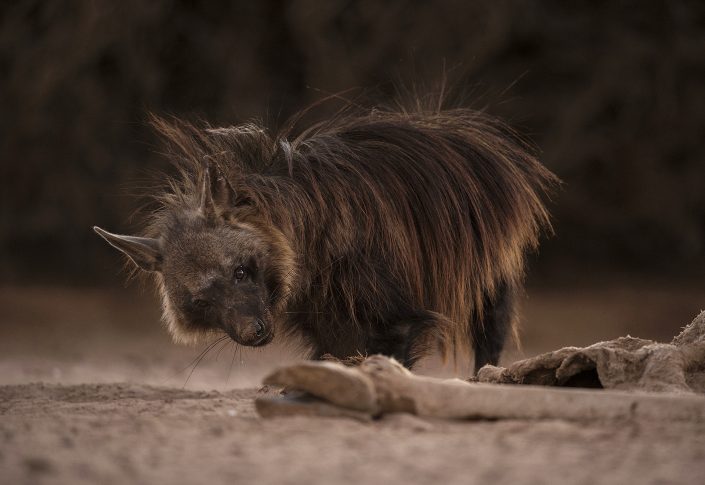 A private Namibia wildlife photo safari includes a Skeleton Coast photo safari which is where this photograph of a brown hyena was taken.
