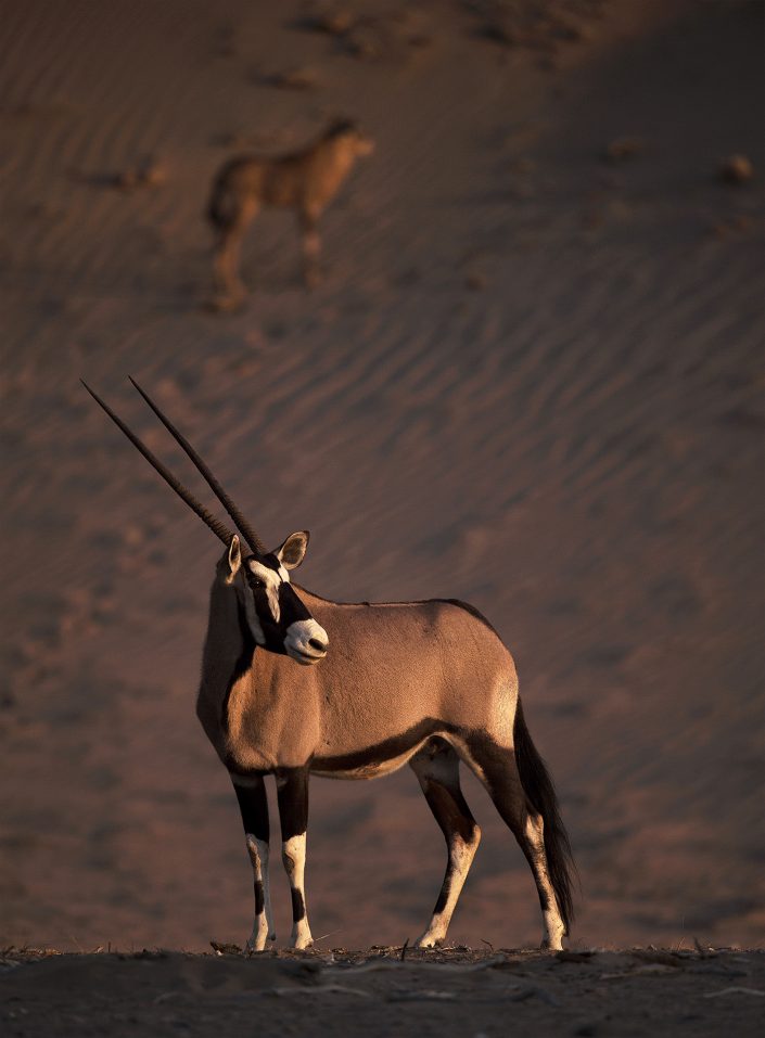 A private Namibia wildlife photo safari includes a Skeleton Coast photo safari which is where this photograph of an oryx was taken.