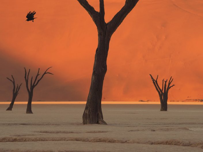 A private Namibia wildlife photo safari includes Deadvlei pan as seen in this photo