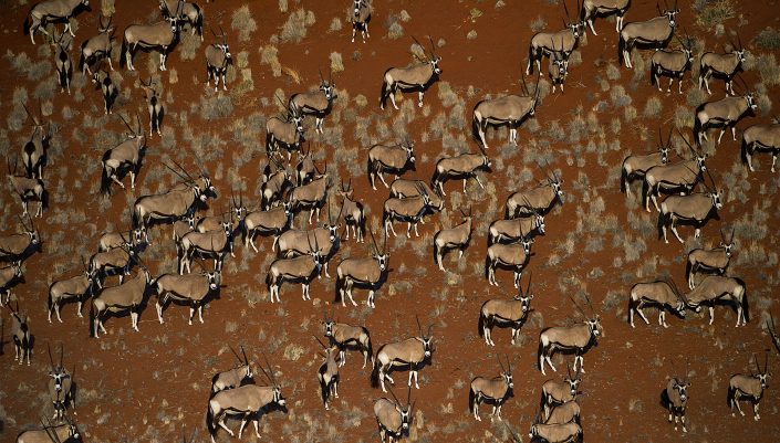An aerial photograph of oryx taken on a Namibia private helicopter photo safari