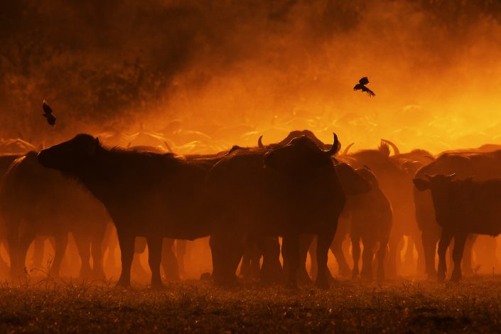 ruaha photo safari - buffalos in dust
