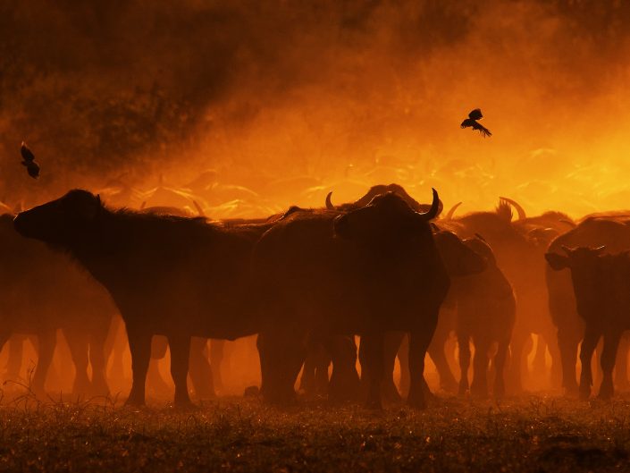 ruaha photo safari - buffalos in dust
