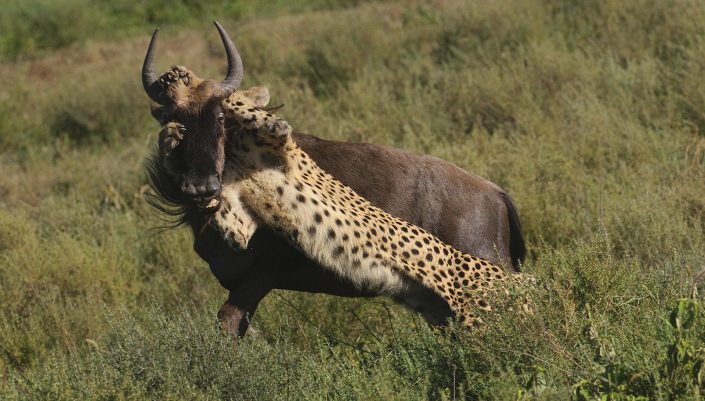 tanzania private photo safari - a cheetah catches a wildebeest