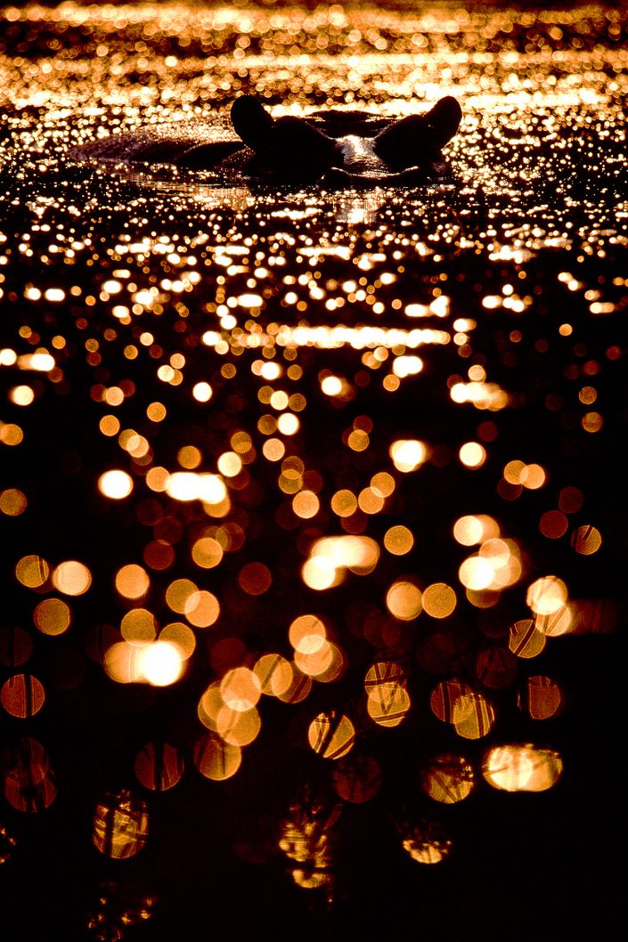 tanzania southern circuit photo safari - a hippo in a river