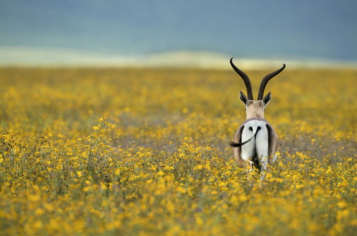 Tanzania private photo safari - gazelle