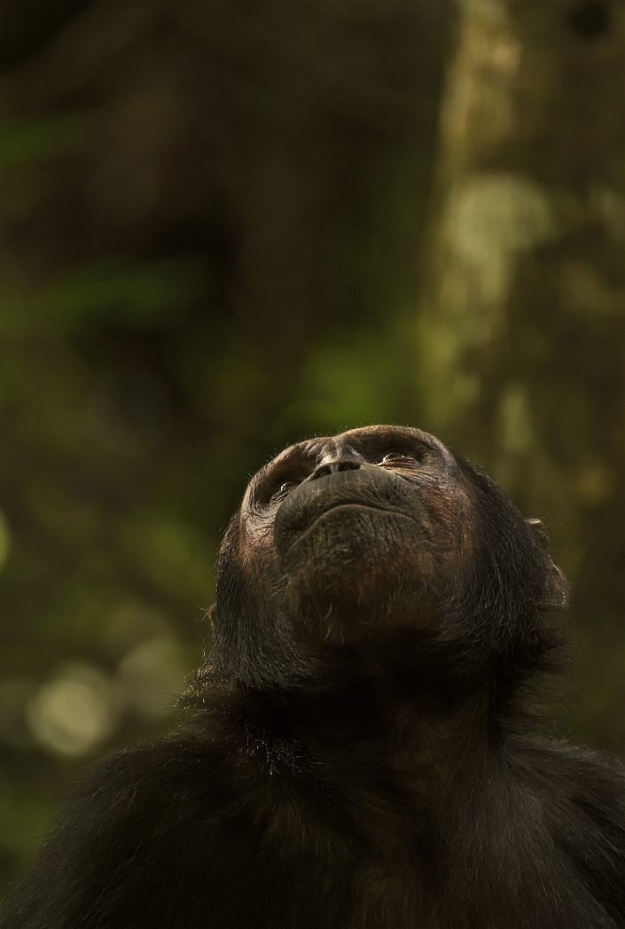 mahale chimpanzee photo safari - greystoke camp