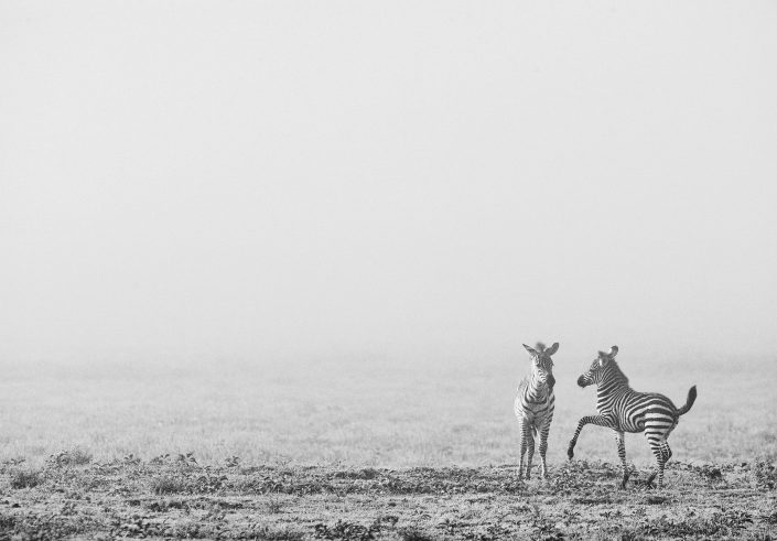 luxury african photo safari - zebra foals playing