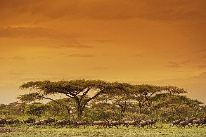 serengeti migration photo safari - wildebeest migrating