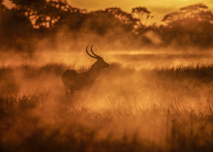kafue photo safari - lechwe antelope on the plains