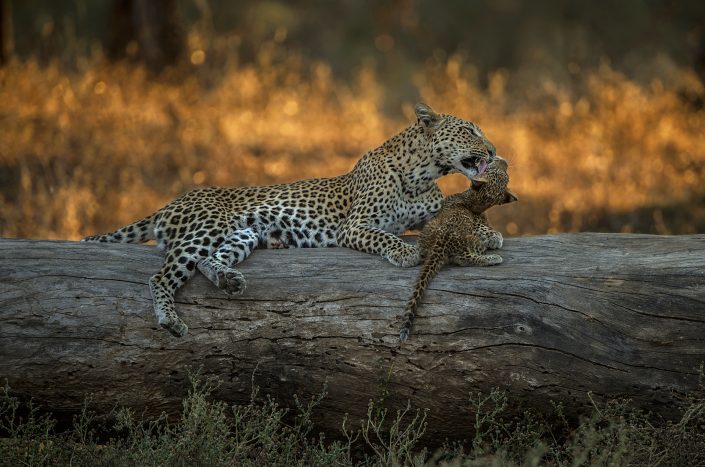 South Luangwa photo safari - leopard and cub